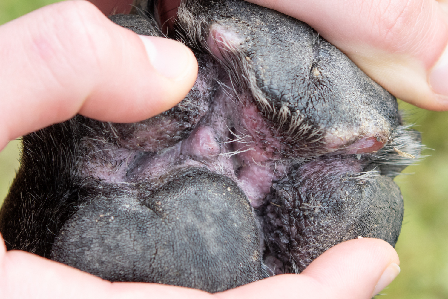 close up of skin condition on dogs paw