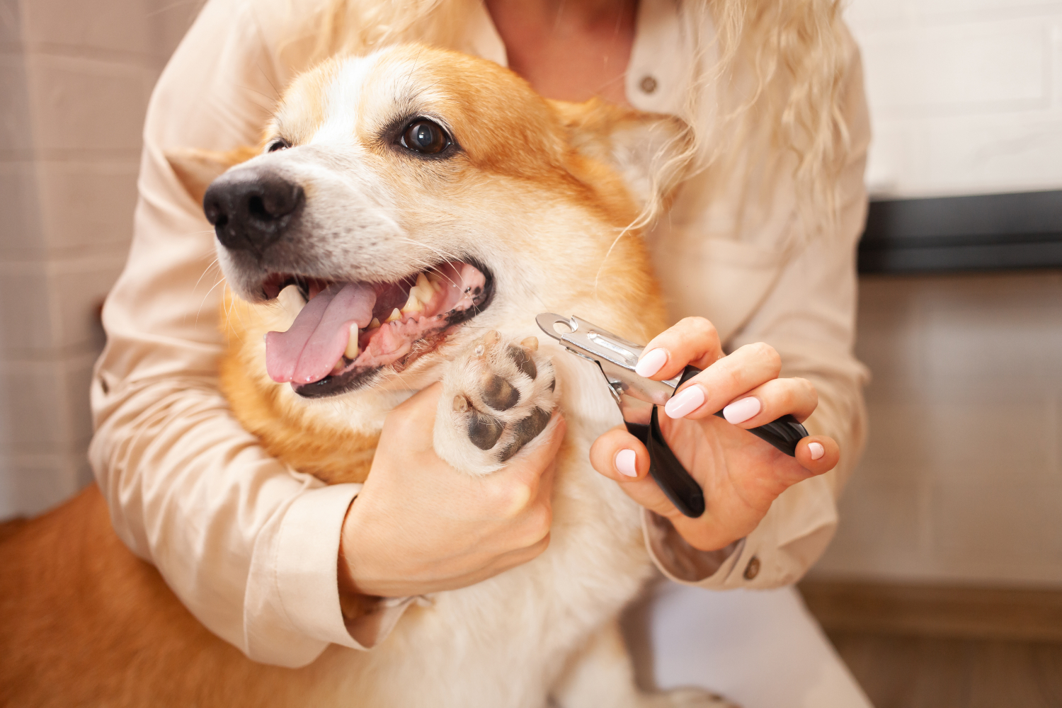 woman trimming dogs nails