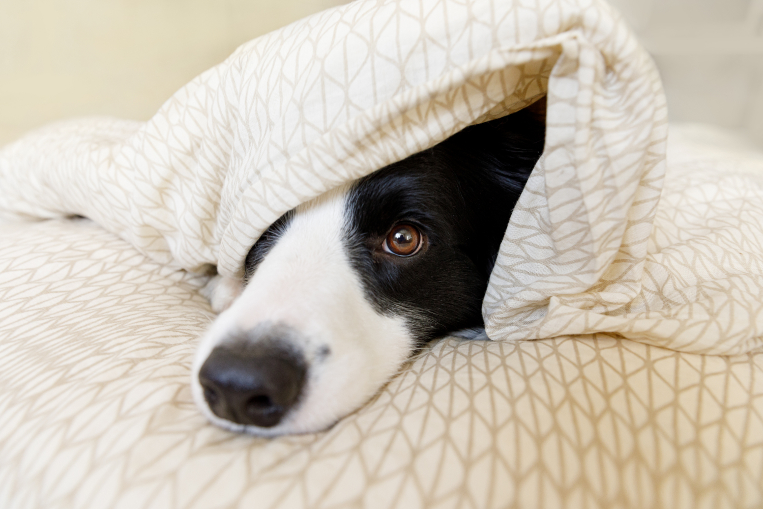 black and white dog poking head out of blanket