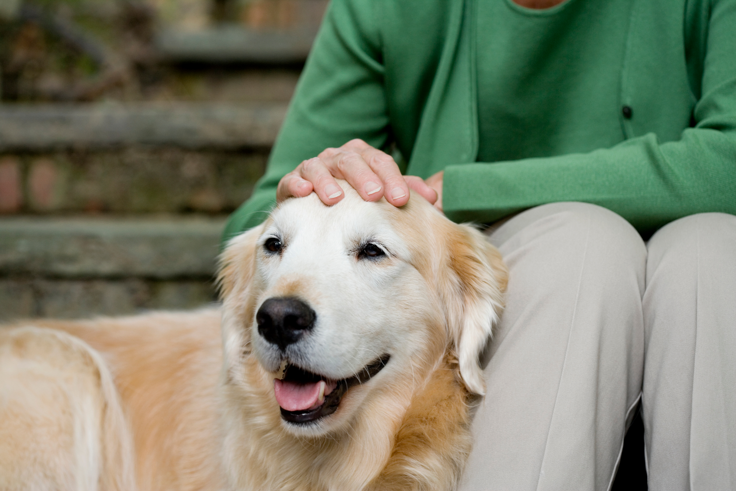 woman stroking dogs head