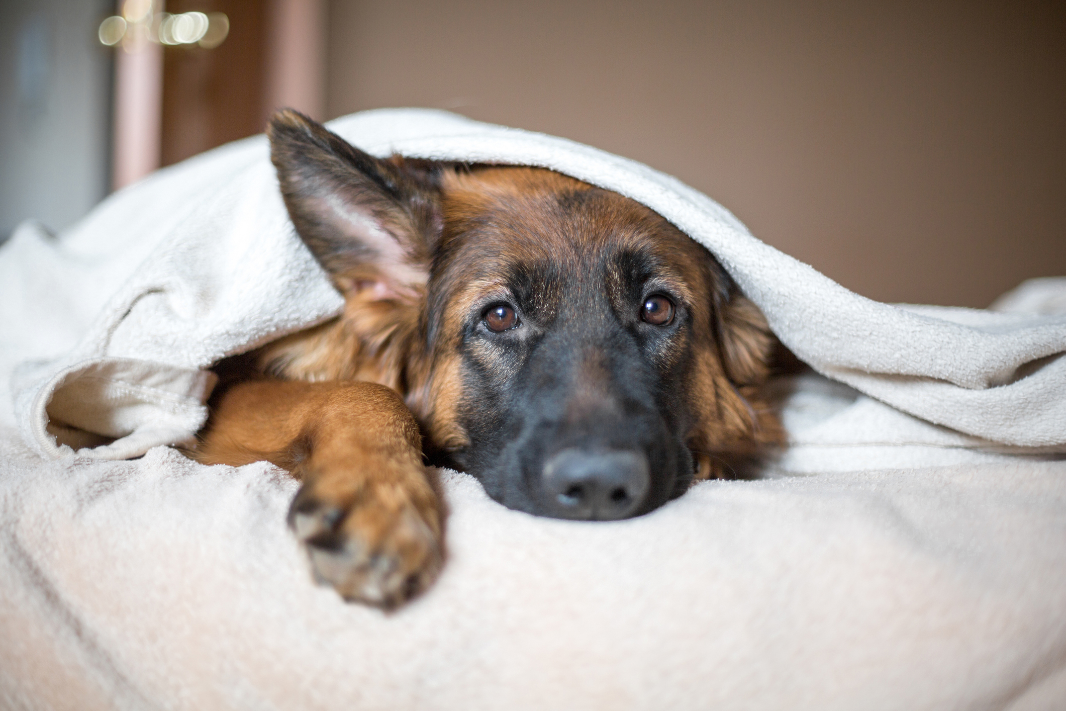 Dog under blanket