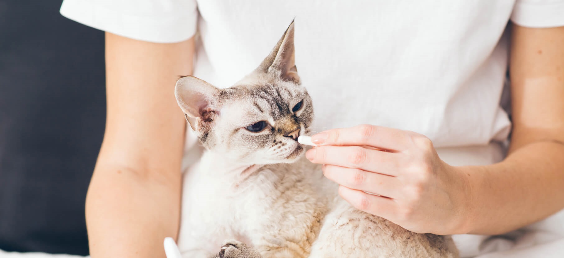 Cat being fed tablet