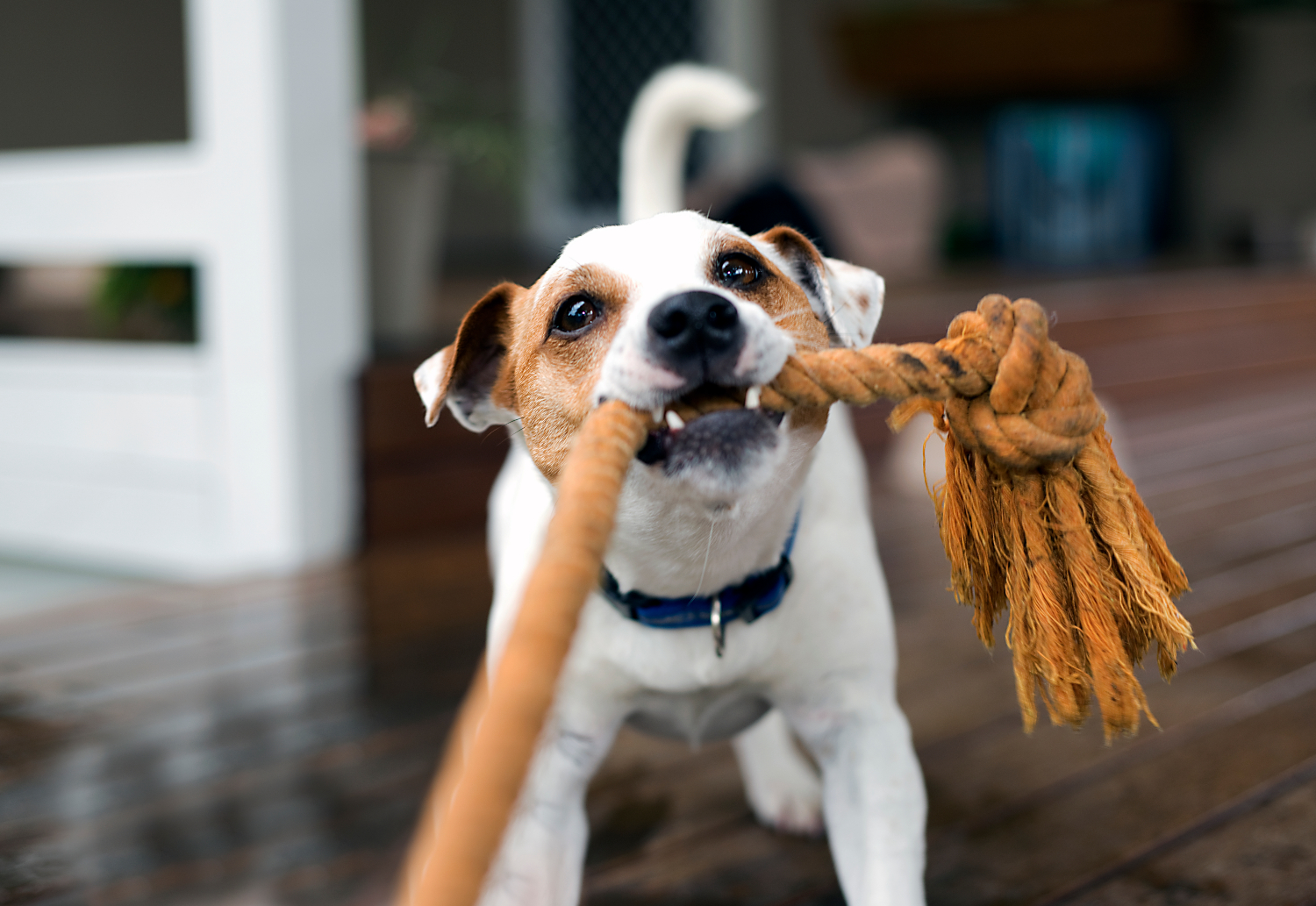 dog playing with orange rope