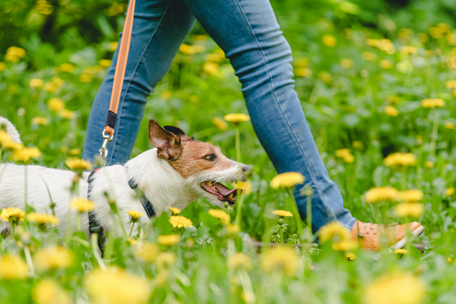 dog walking alongside owner