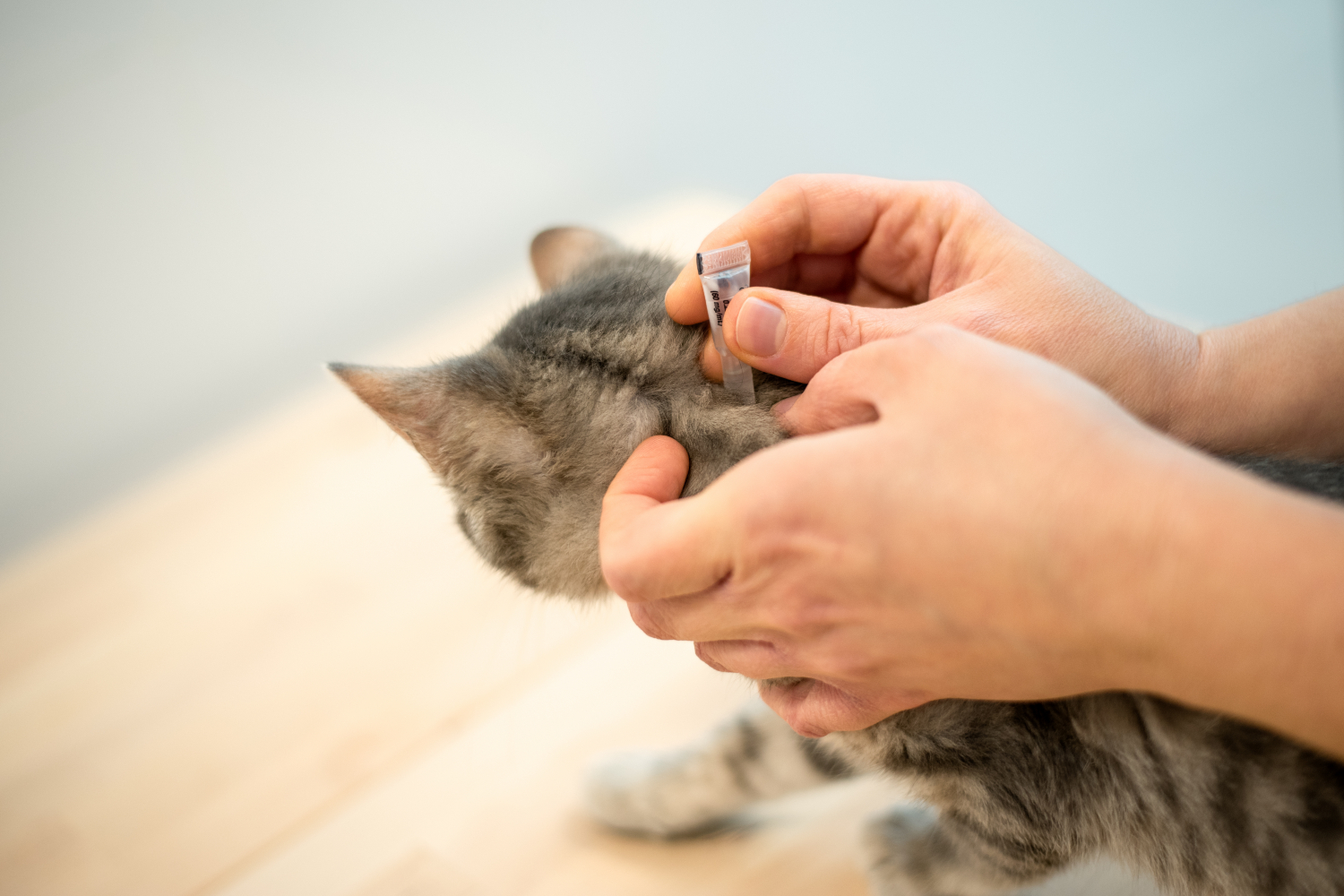 person applying flea treatment to cats neck