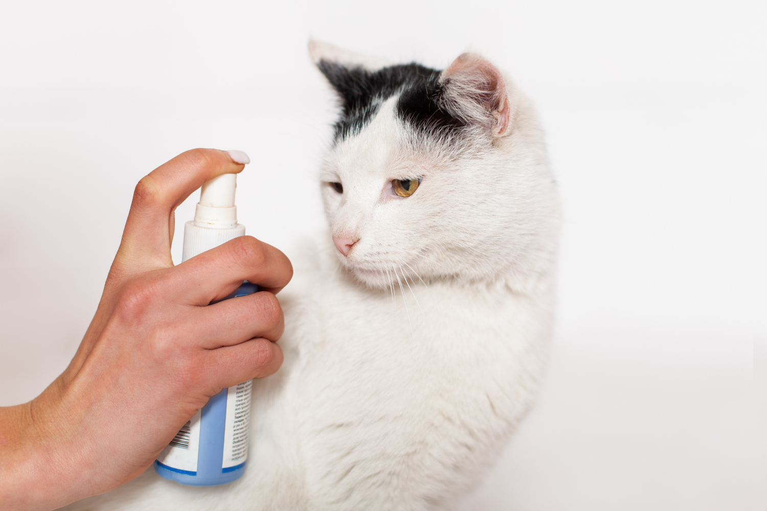 white and black cat being sprayed by bottle