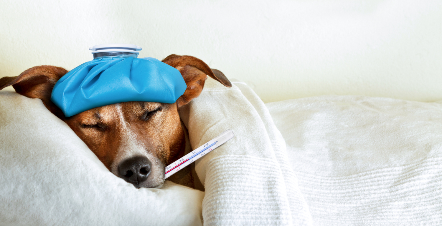 dog laying in bed with blanket, compress and thermometer in mouth