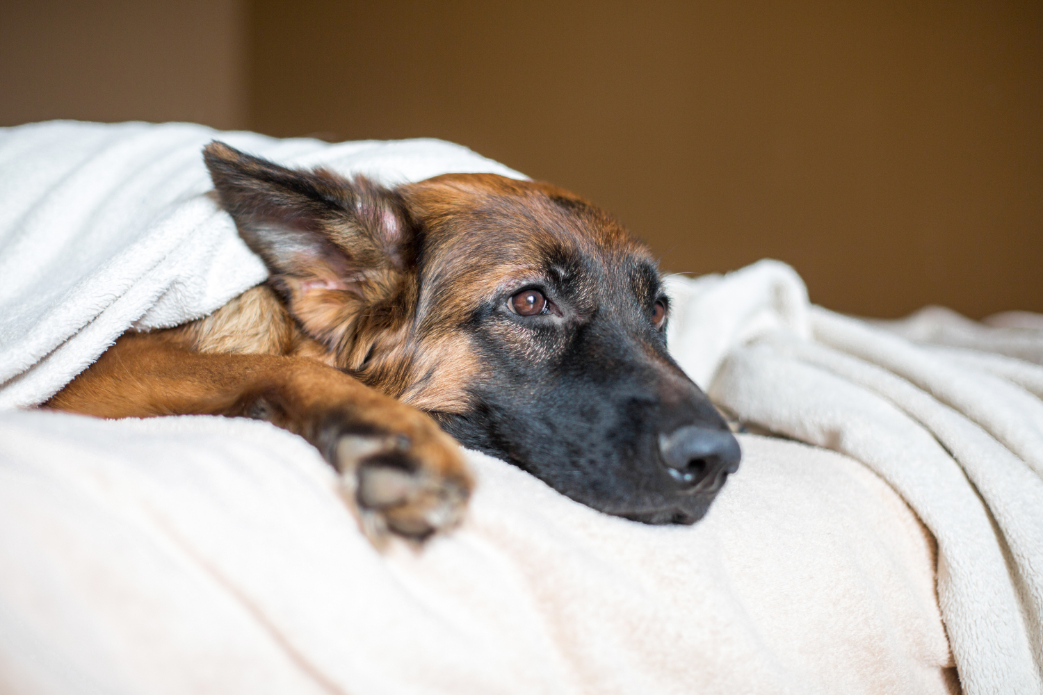 dog laying on bed with blanket over them