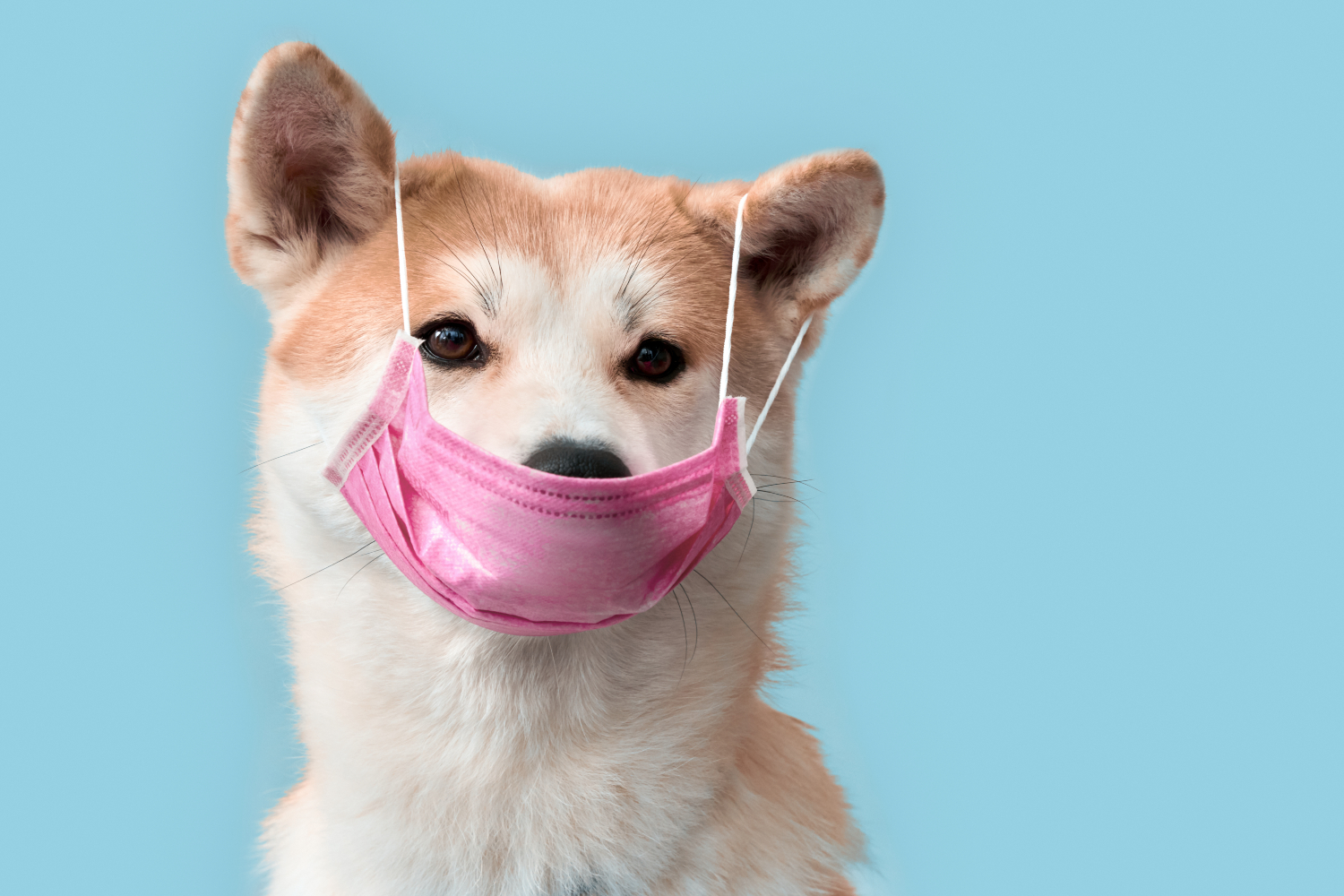 pink mask covering dogs mouth