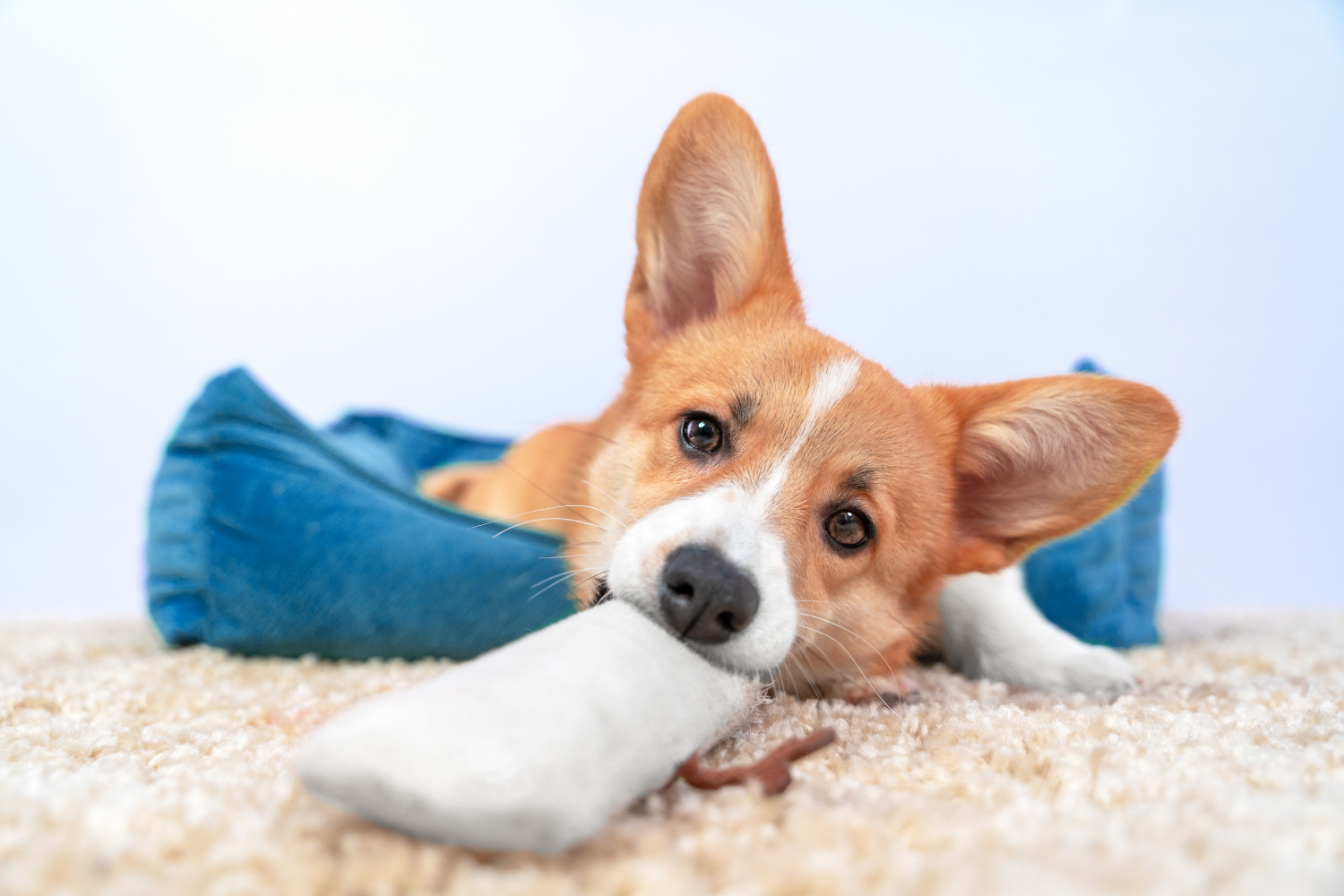 dog biting chew toy