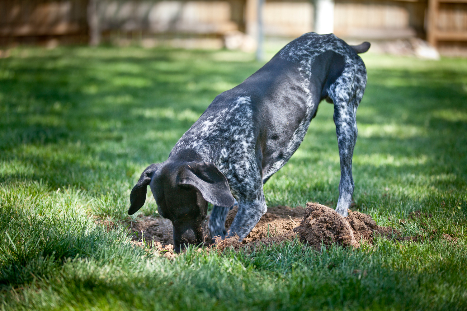 black speckled dog digging in the garden
