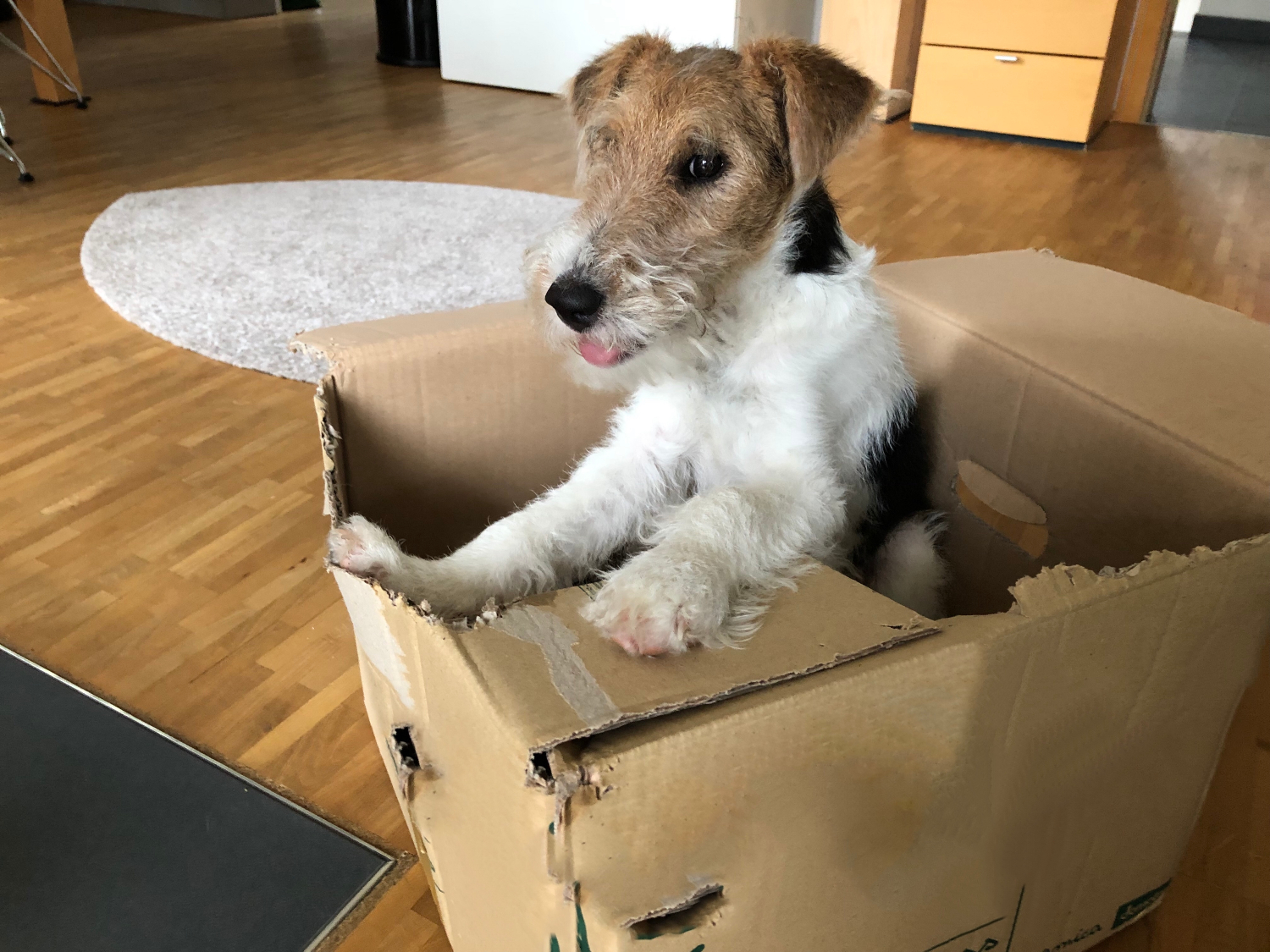 dog standing in cardboard box