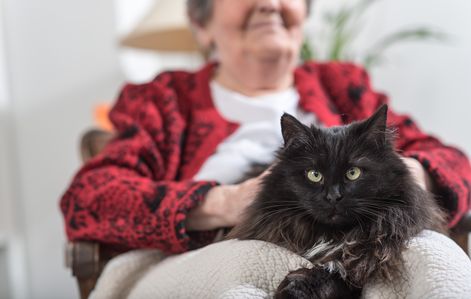 black elderly cat sitting on elderly womans leg