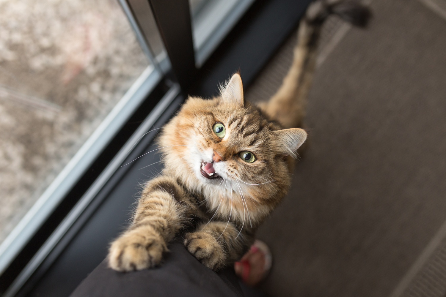 cat jumping up on owners leg