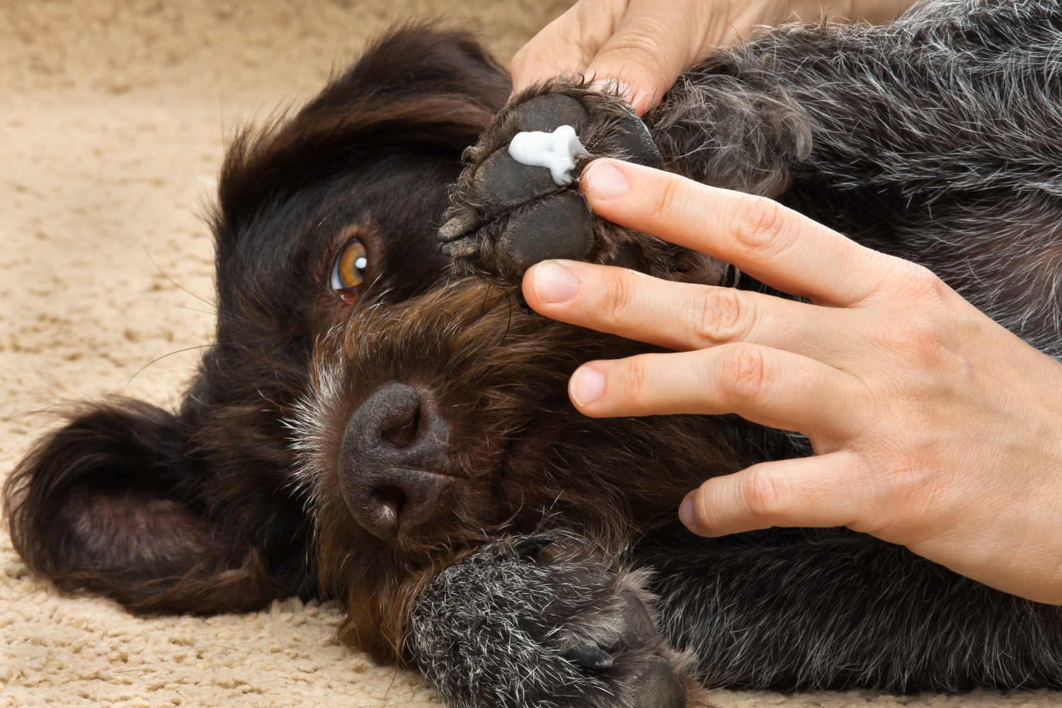 person rubbing lotion onto dogs paw