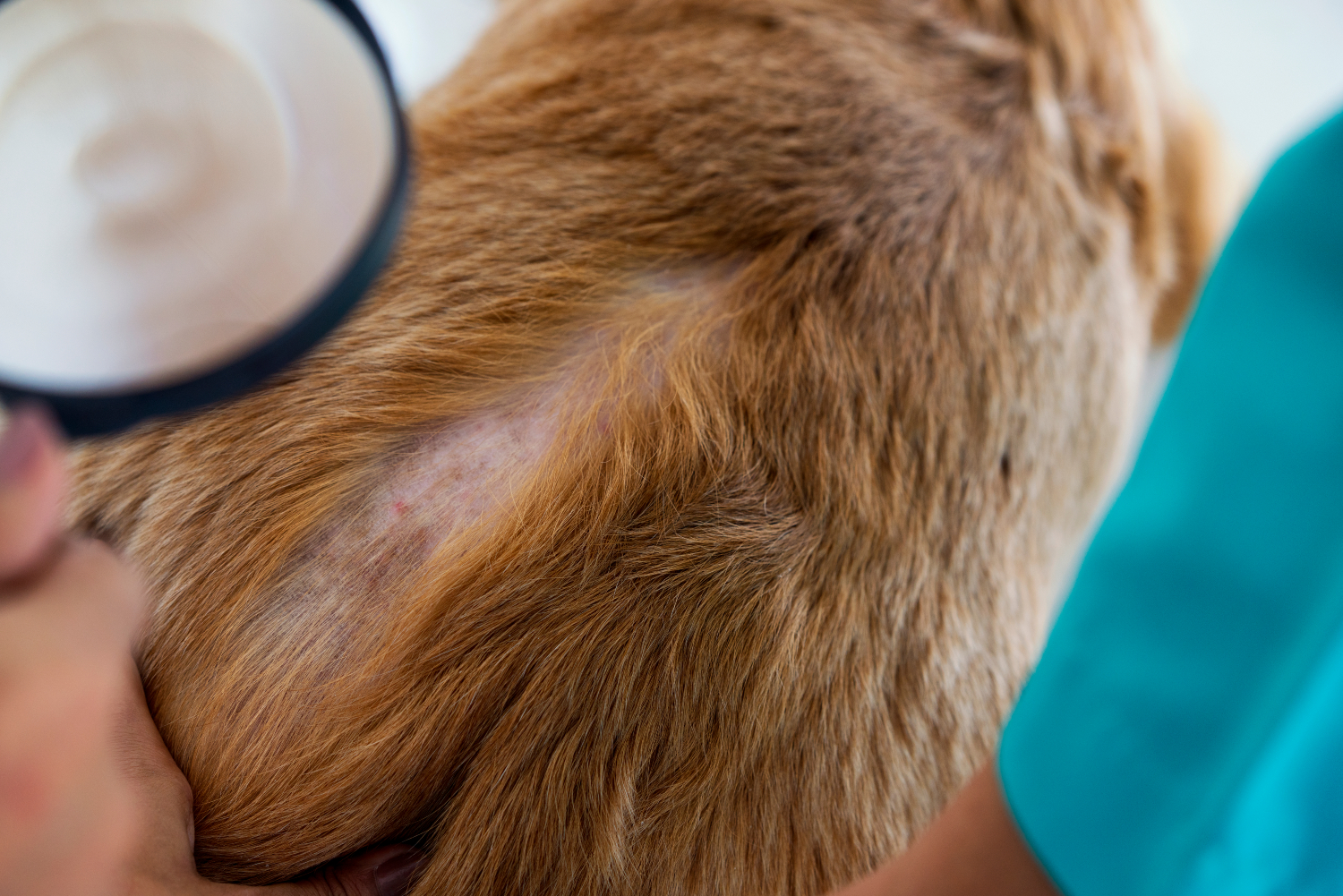 skin infection on dogs head