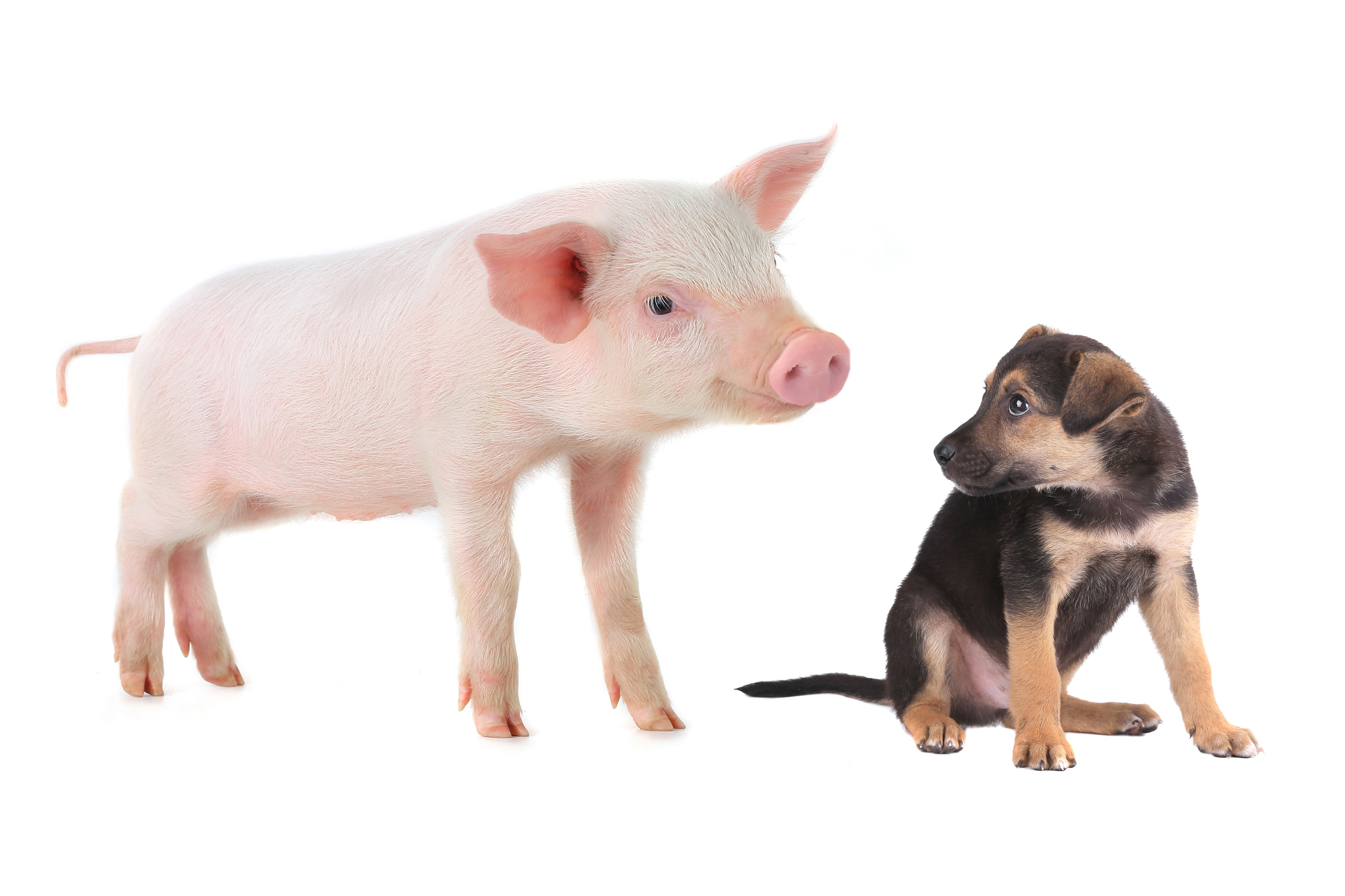 Dog and pig
