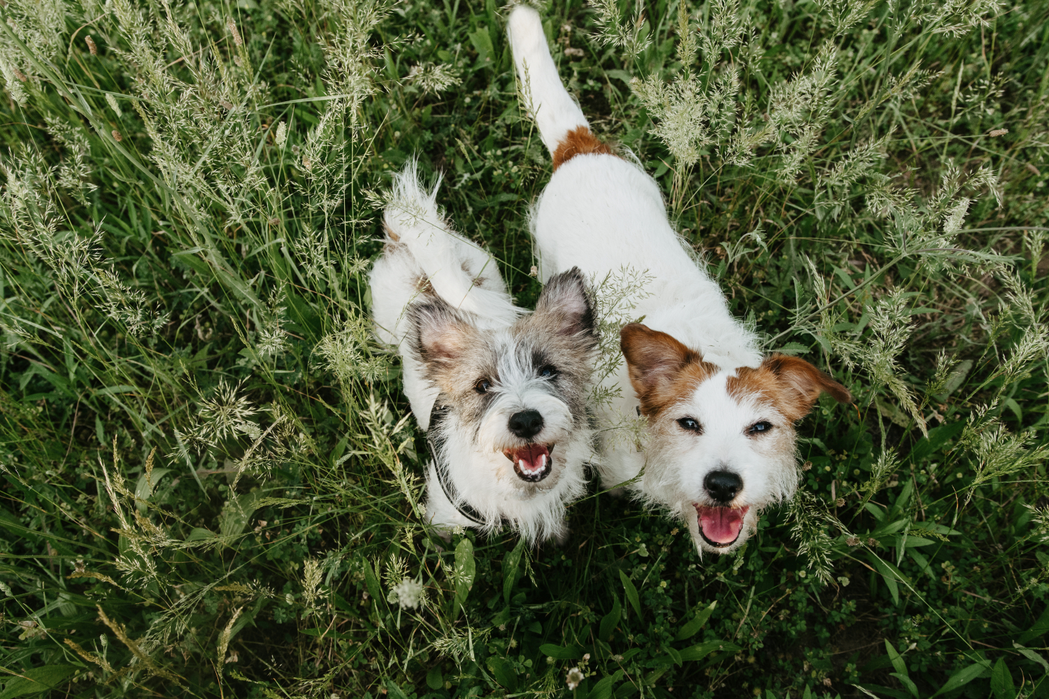 2 jack russells standing together on the grass