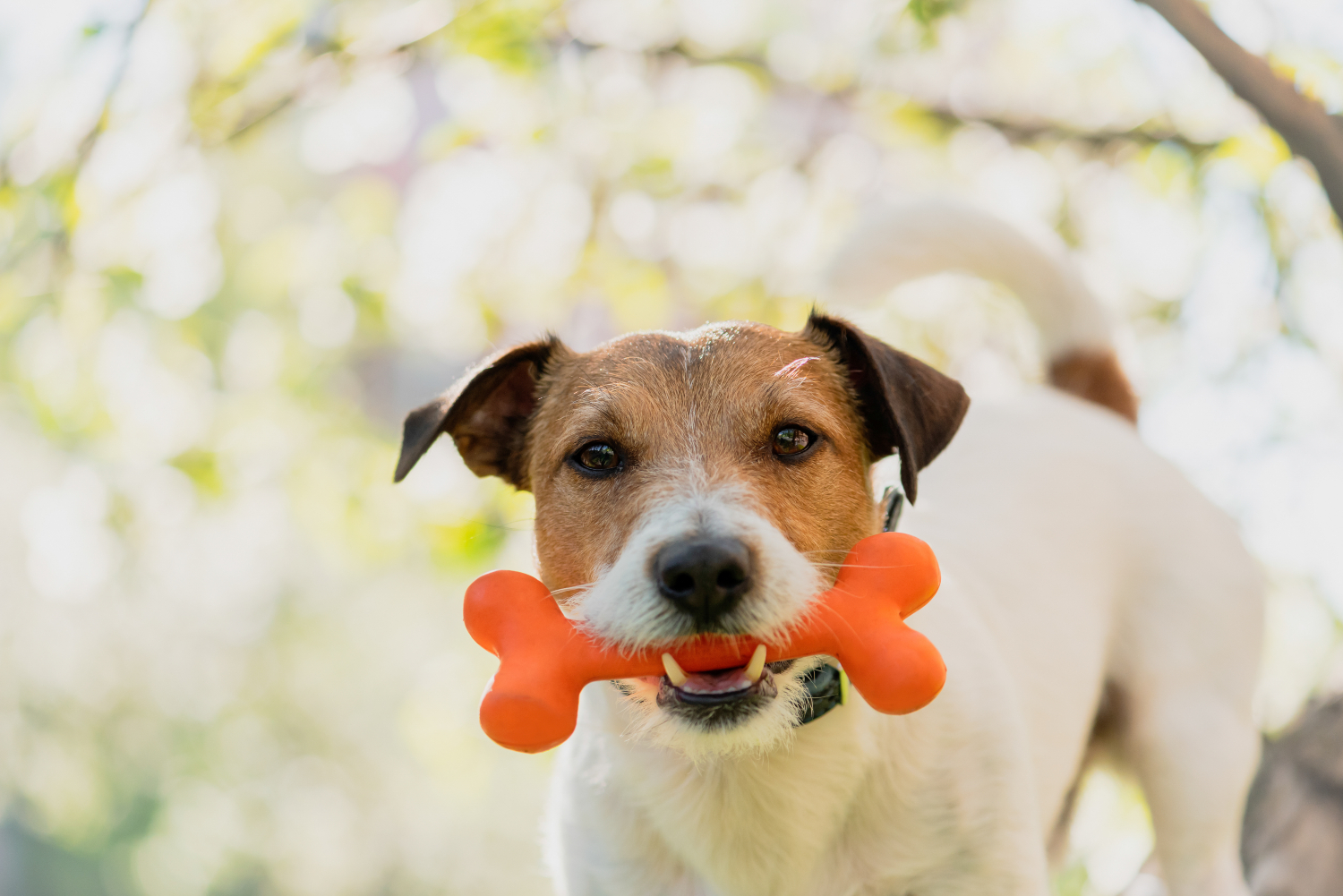 dog with orange chew toy in their mouth