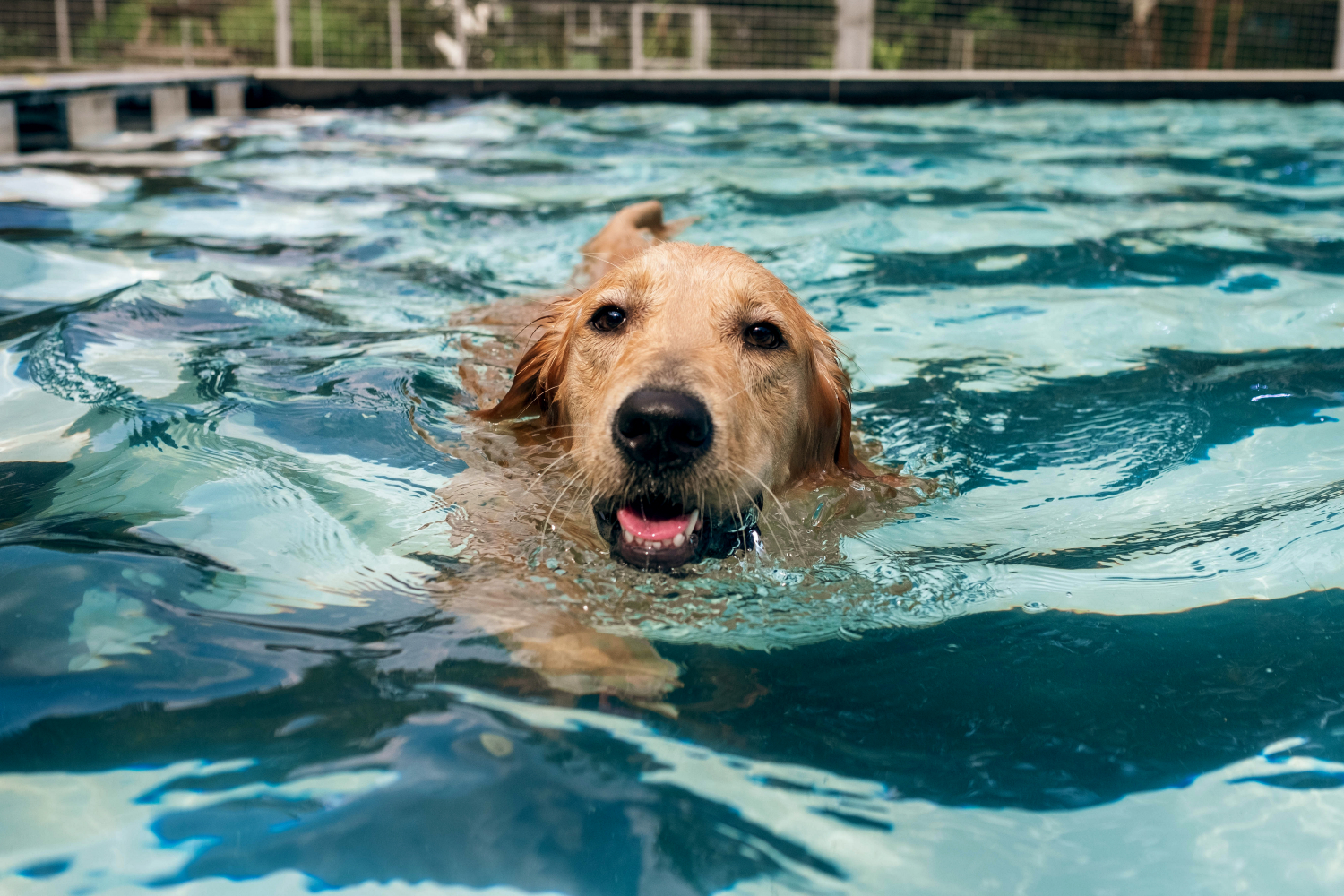 brown dog paddling in the water