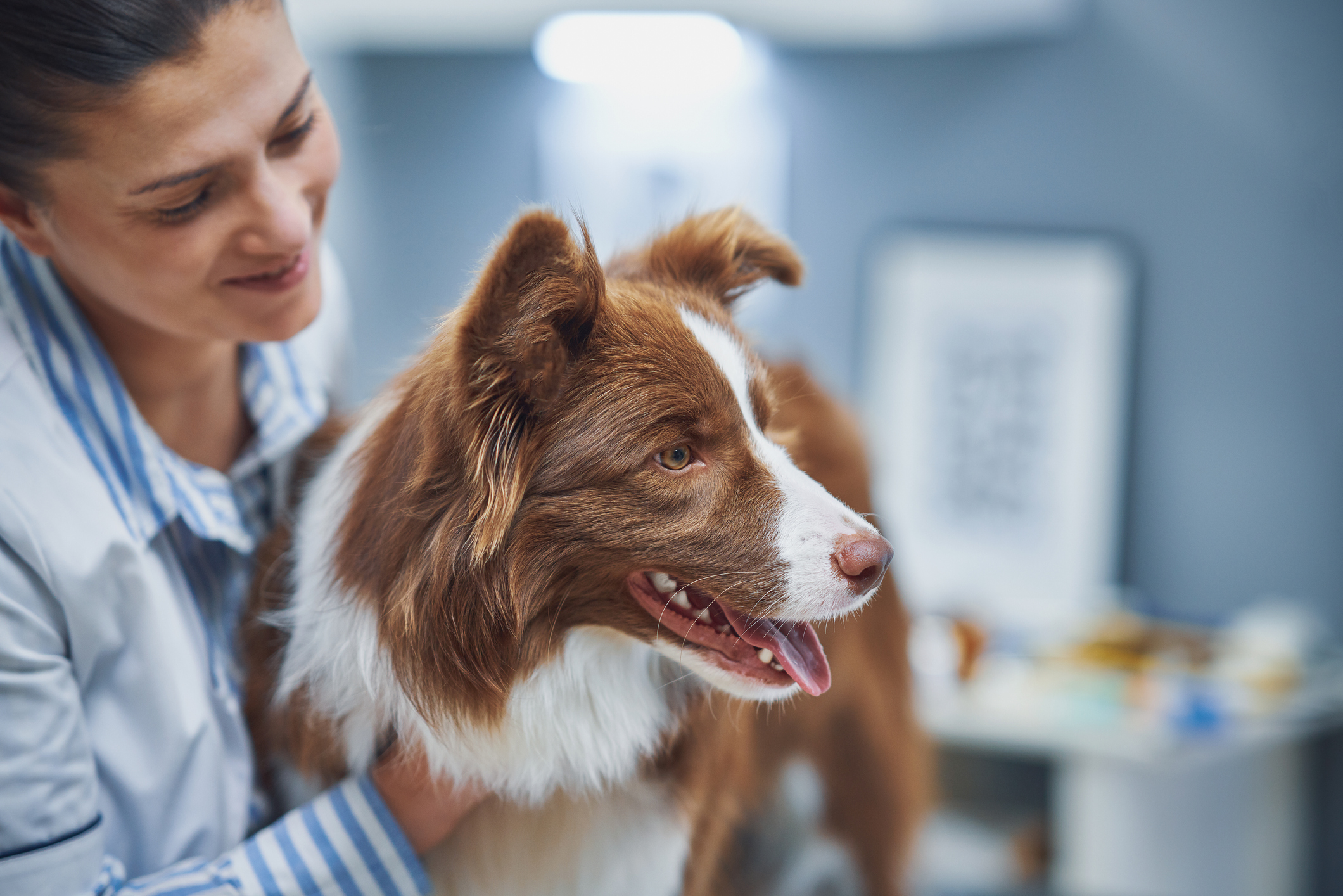 Petwise sales animal clinic