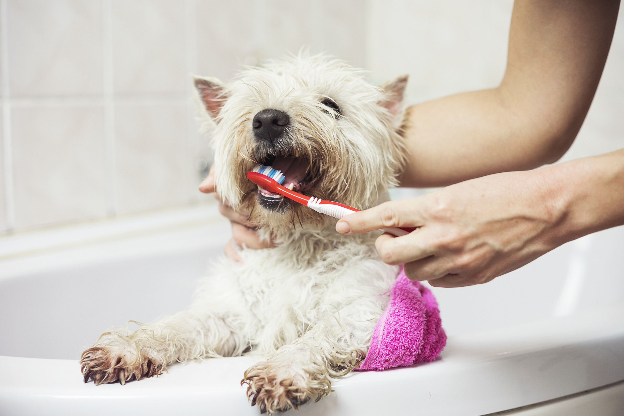 Brushing dogs teeth