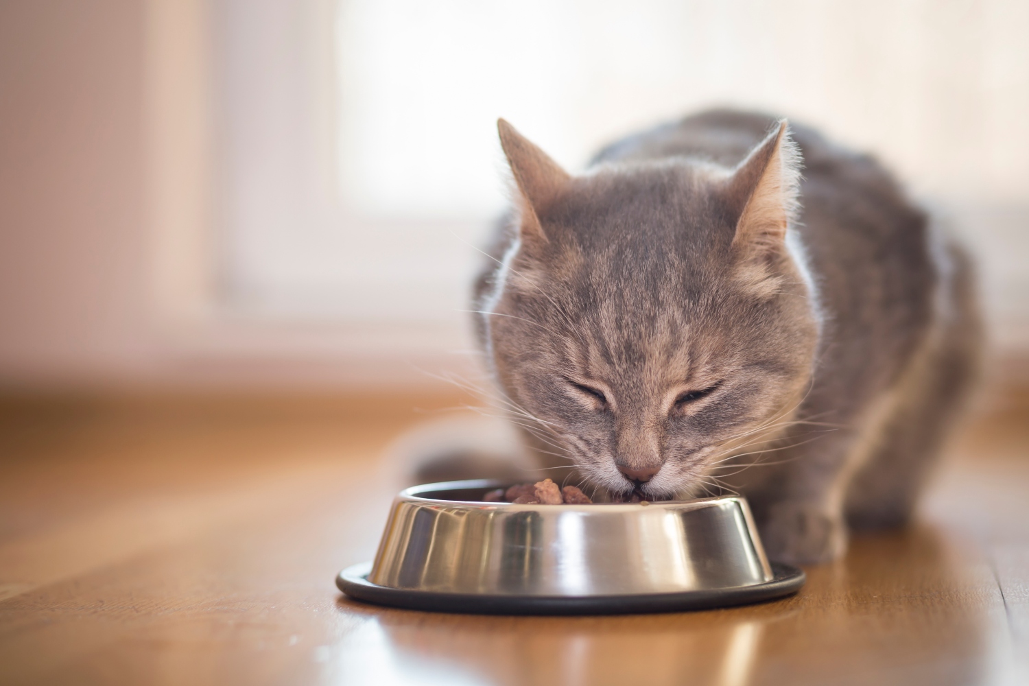 cat eating food