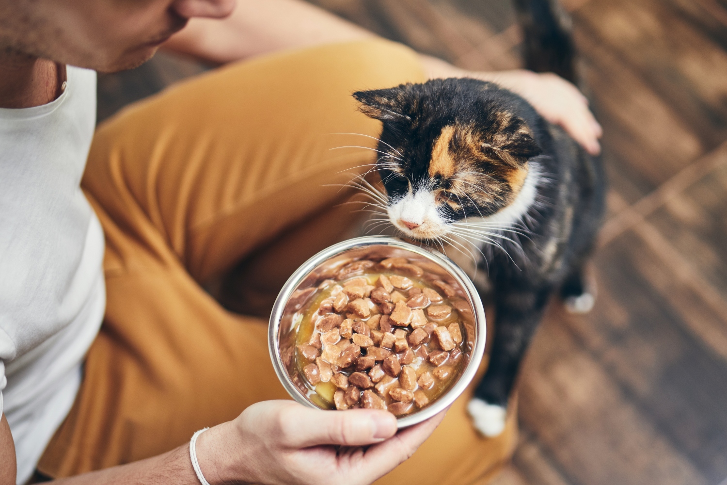 cat looking at wet food