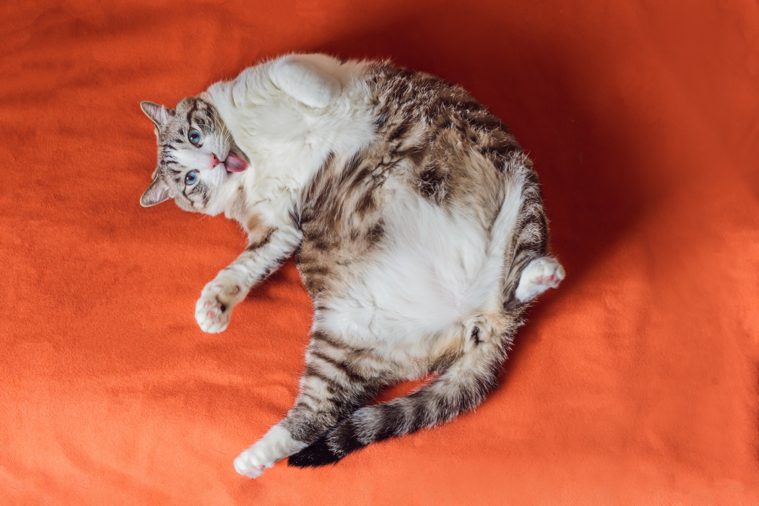 obese cat rolling on blanket