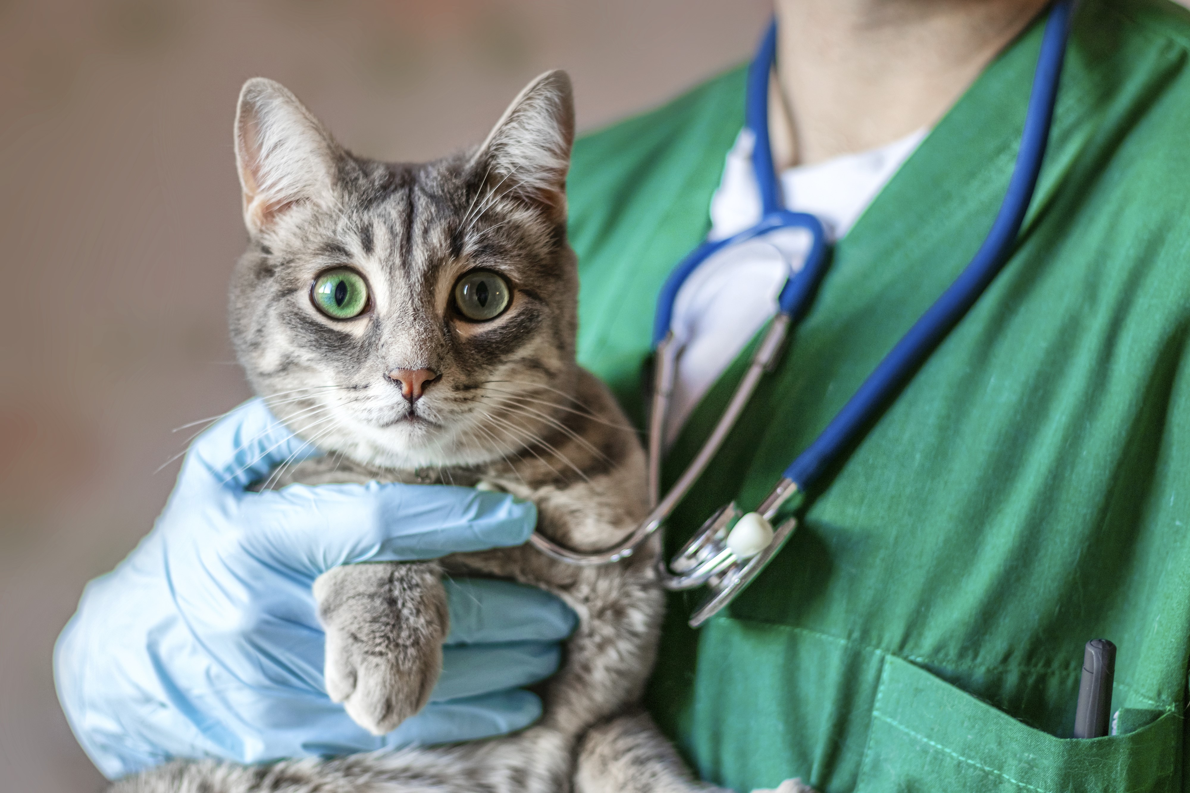 Cat held by vet