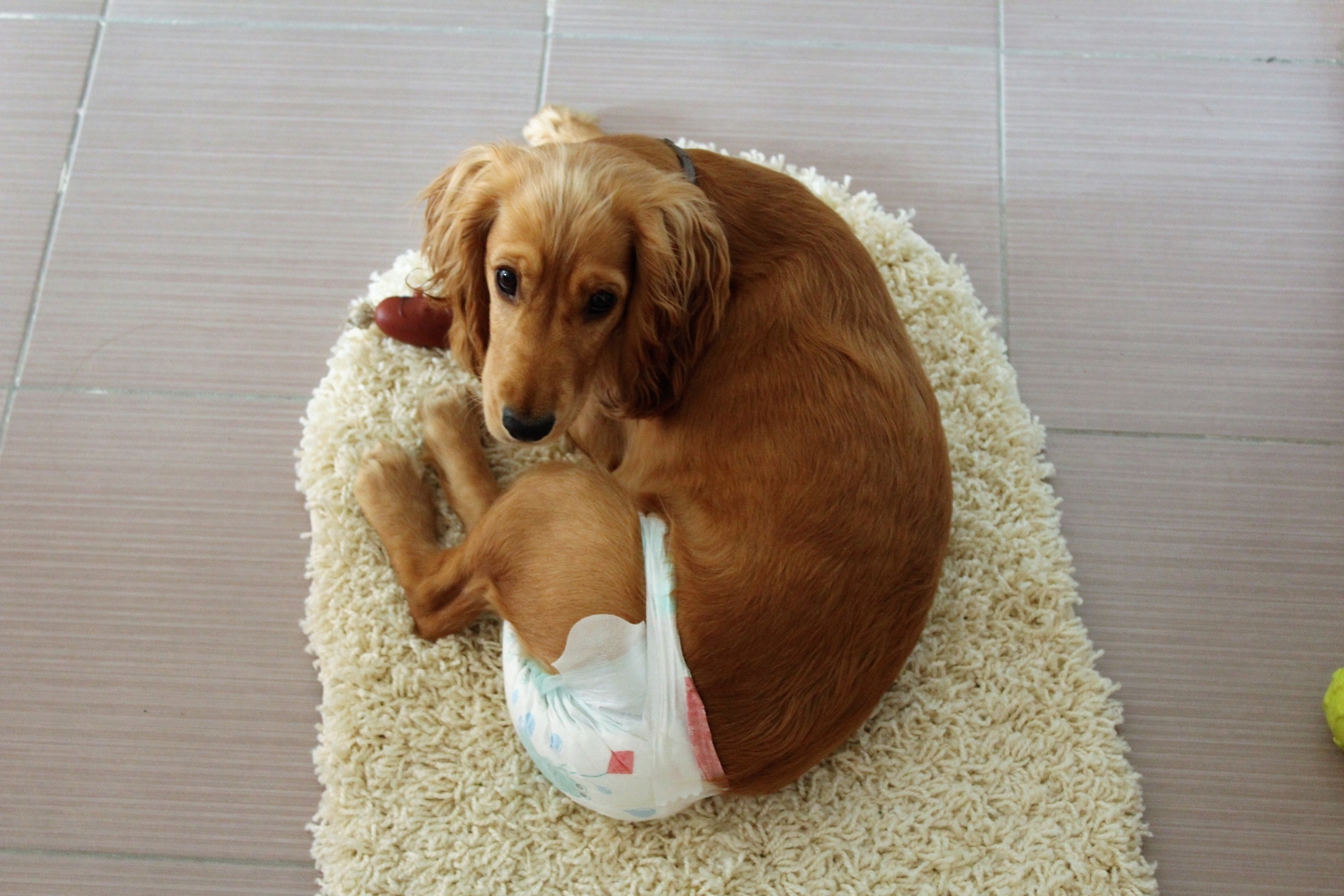 brown dog wearing diaper