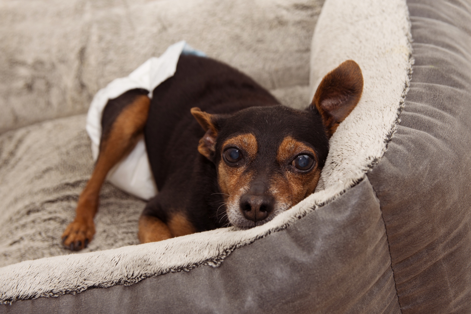 dog wearing diaper laying in a bed