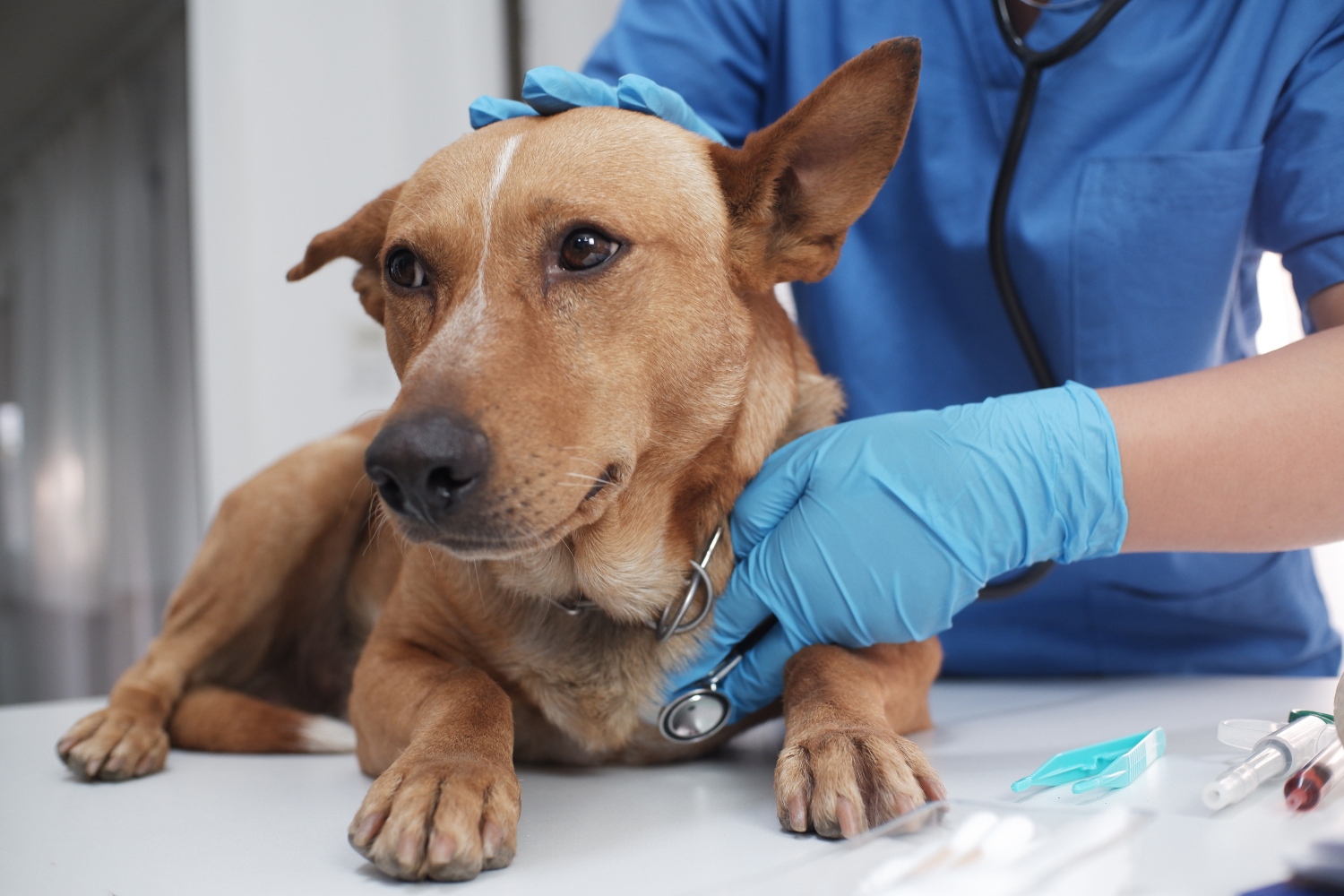 brown dog having heartbeat checked