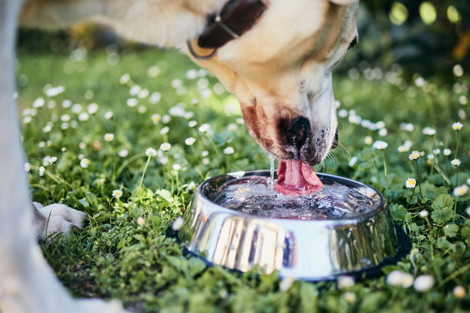 dog drinking water from a bowl