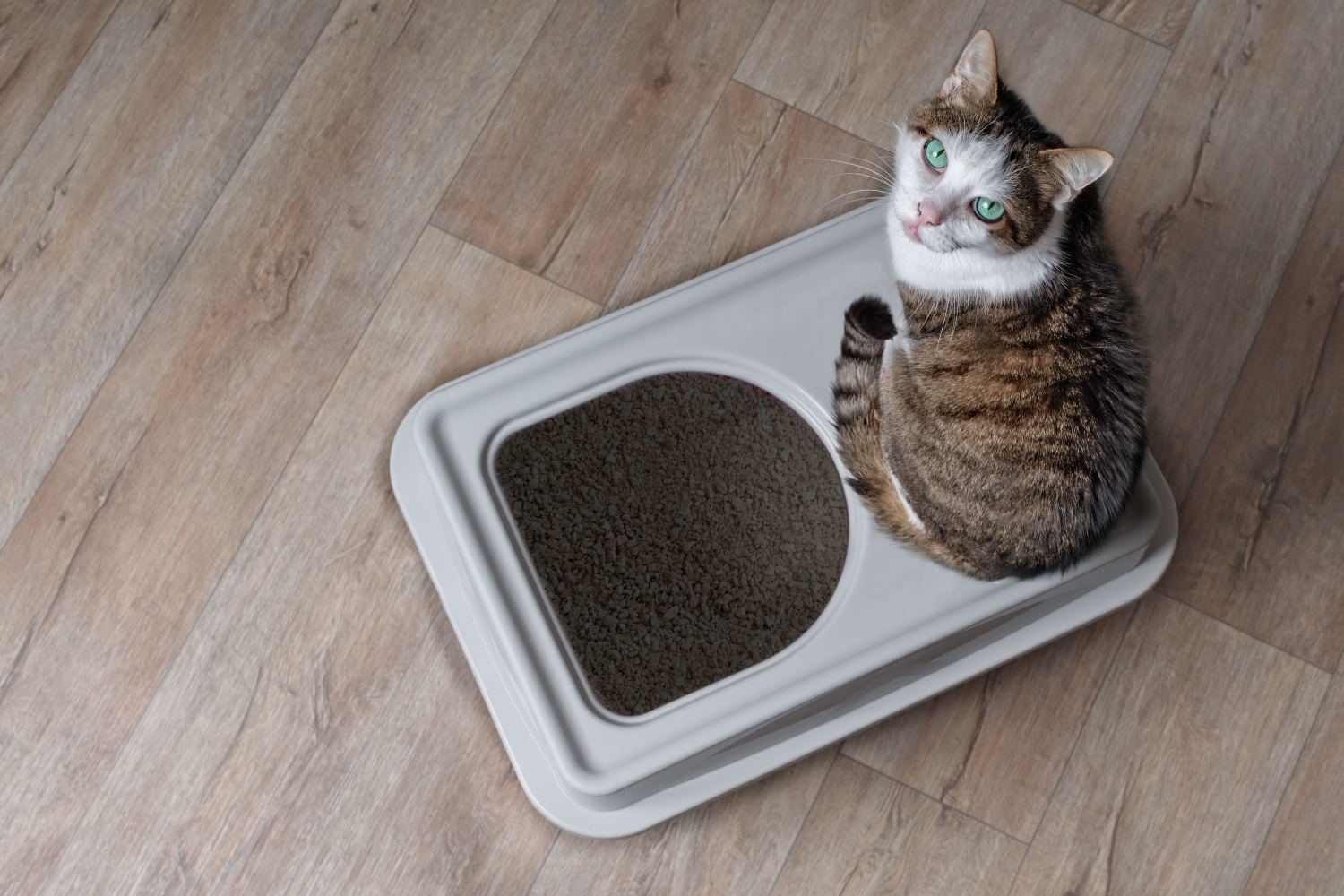 cat sitting on cat litter