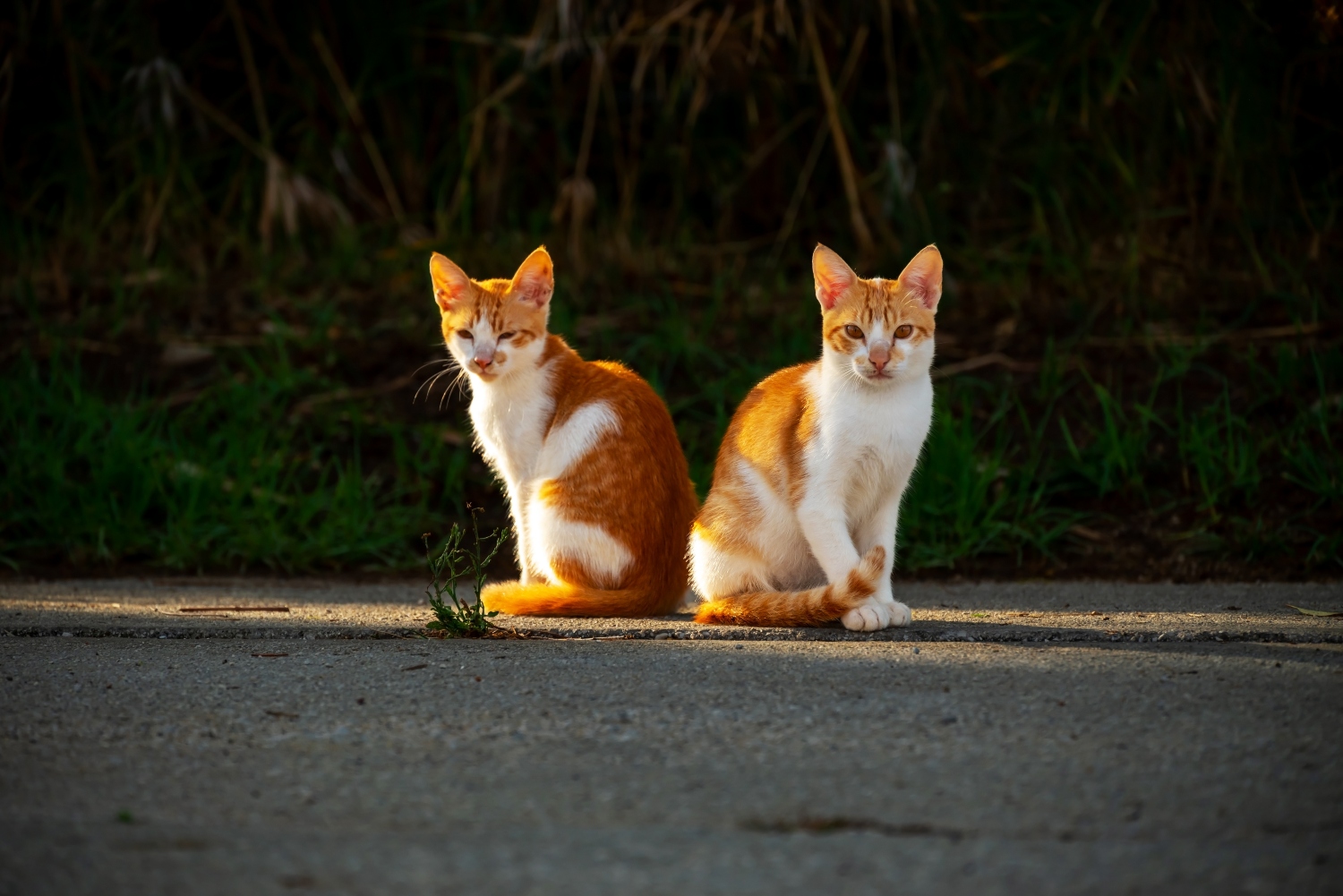 2 ginger cats sat next to eachother