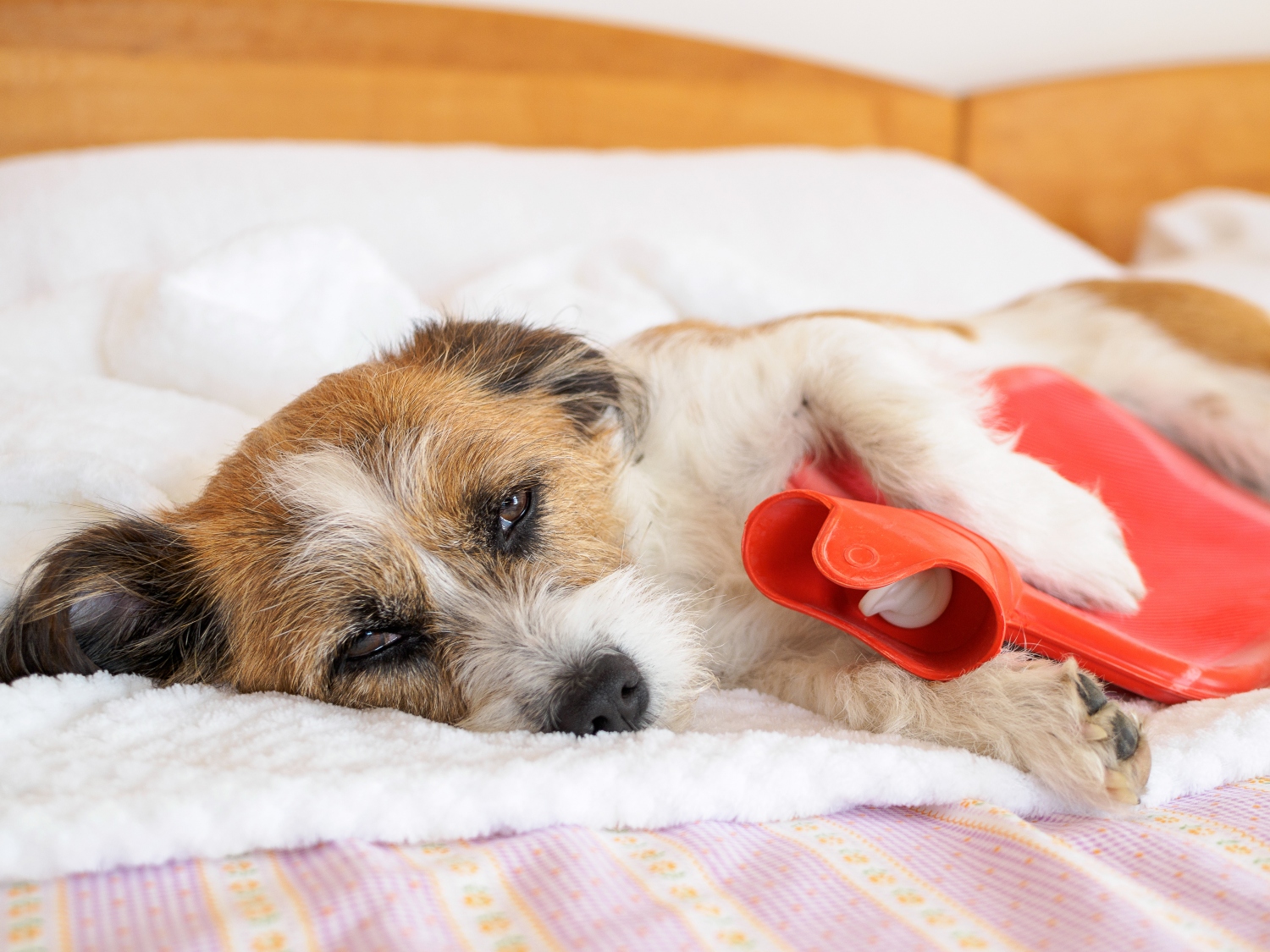 dog laying with a heat compress