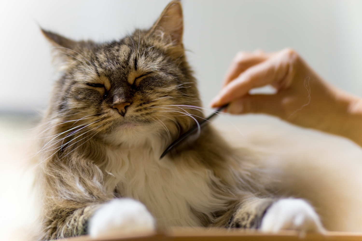 cat having their fur combed