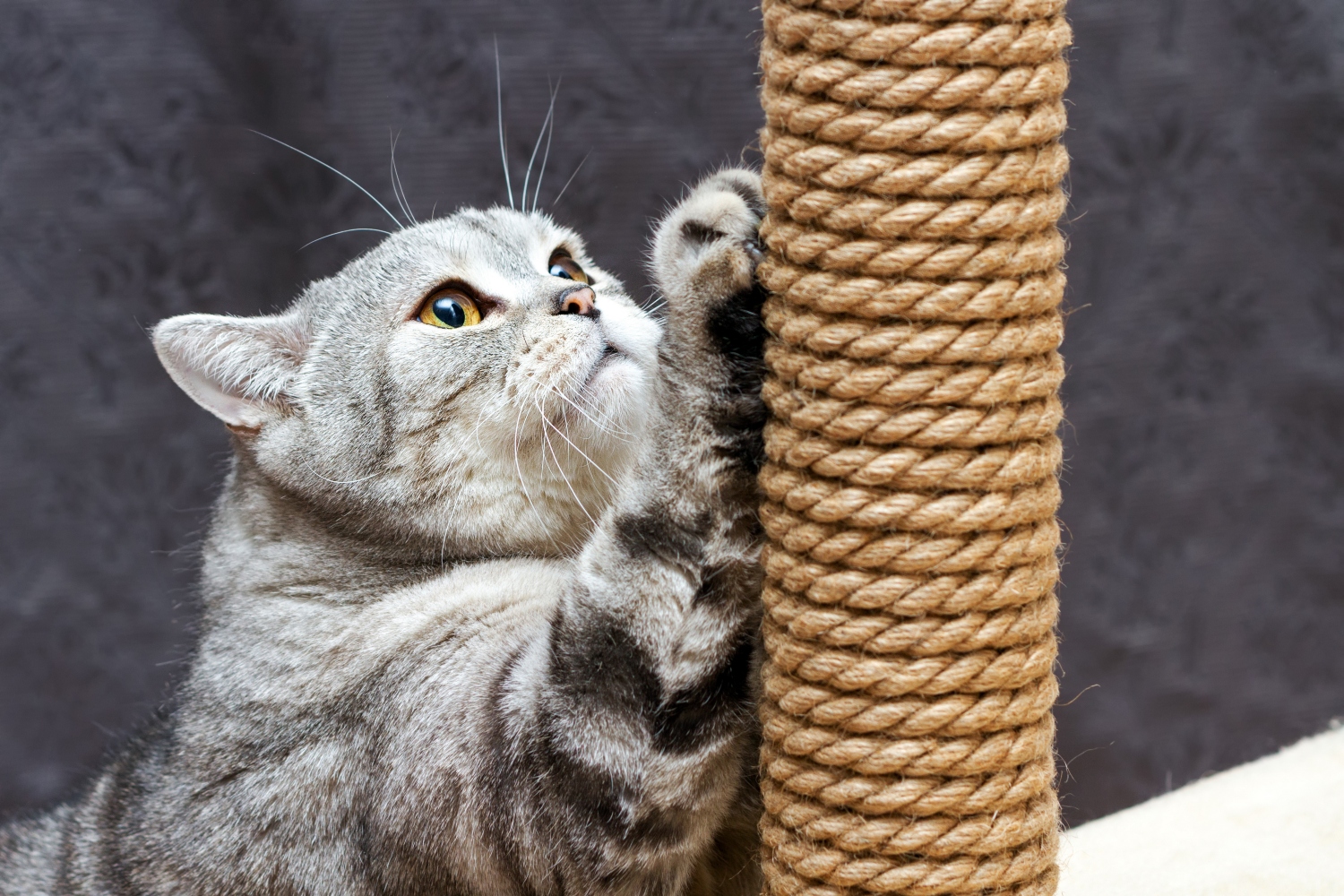 cat using scratching post