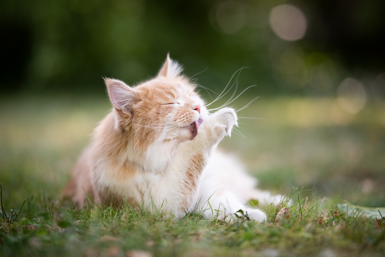 Cat in field