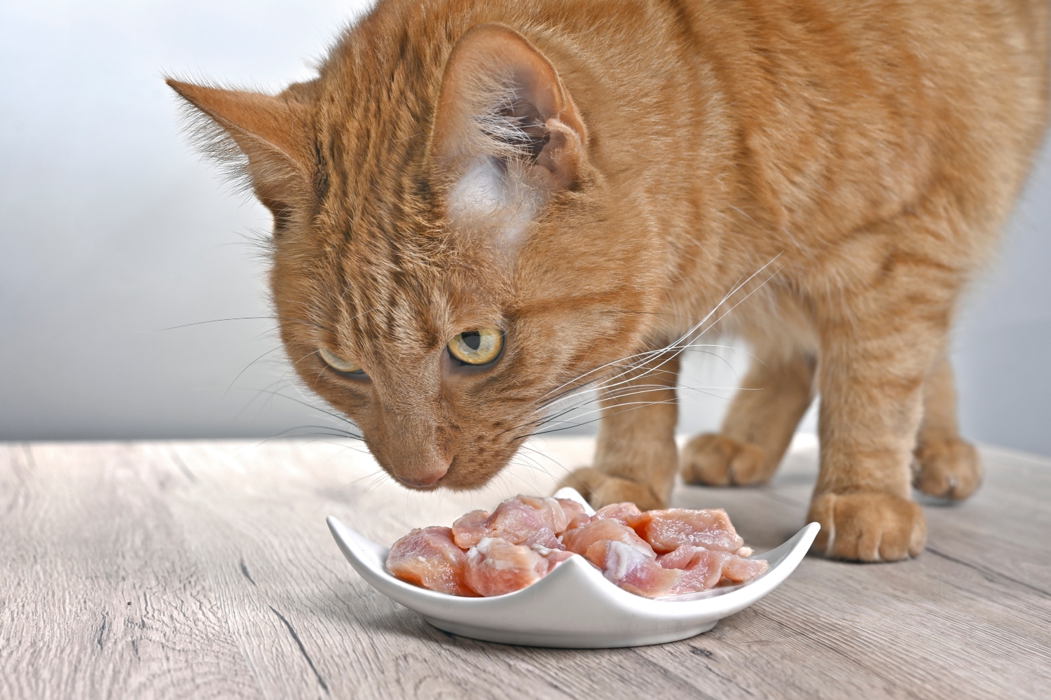 ginger cat eating food