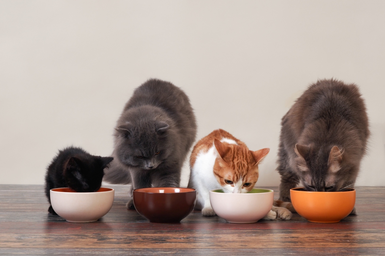 a row of cats eating