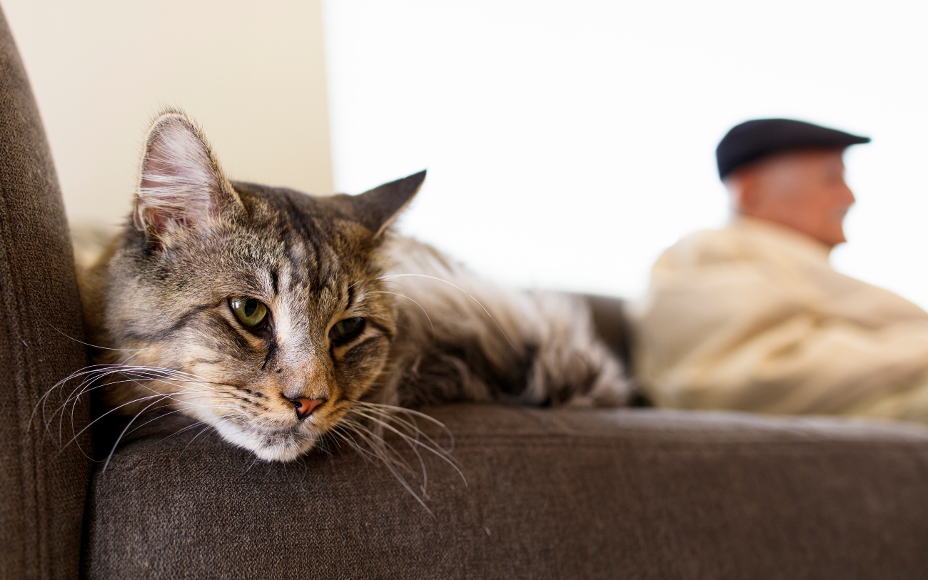 senior cat on sofa