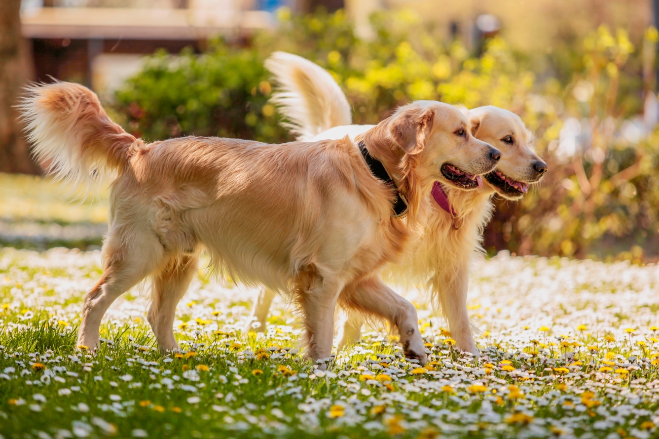 2 labs walking side by side