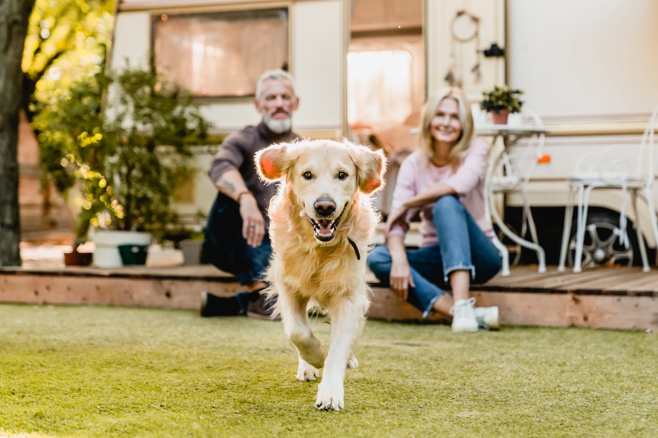 lab running away from owners