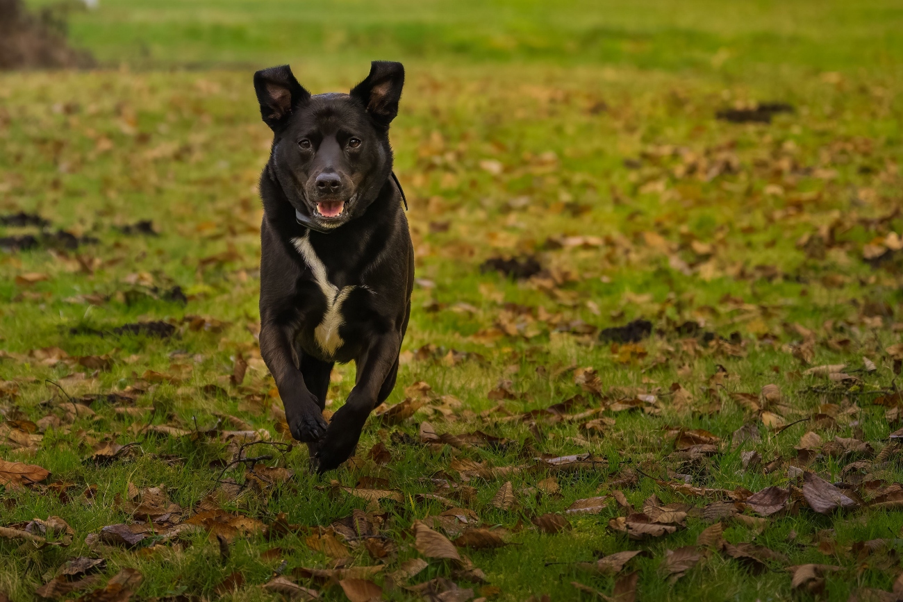 black lab running on grass