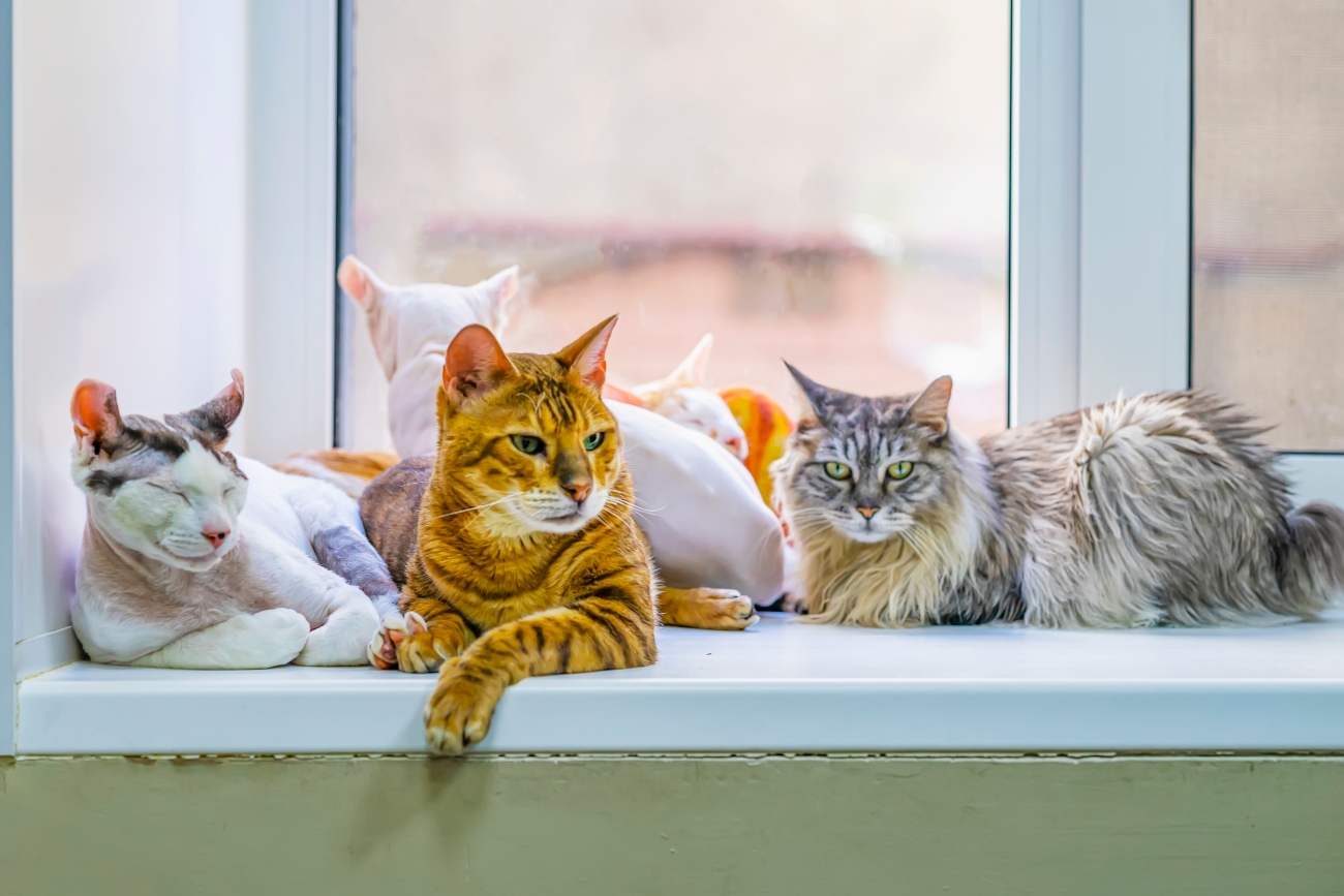 group of cats sitting together