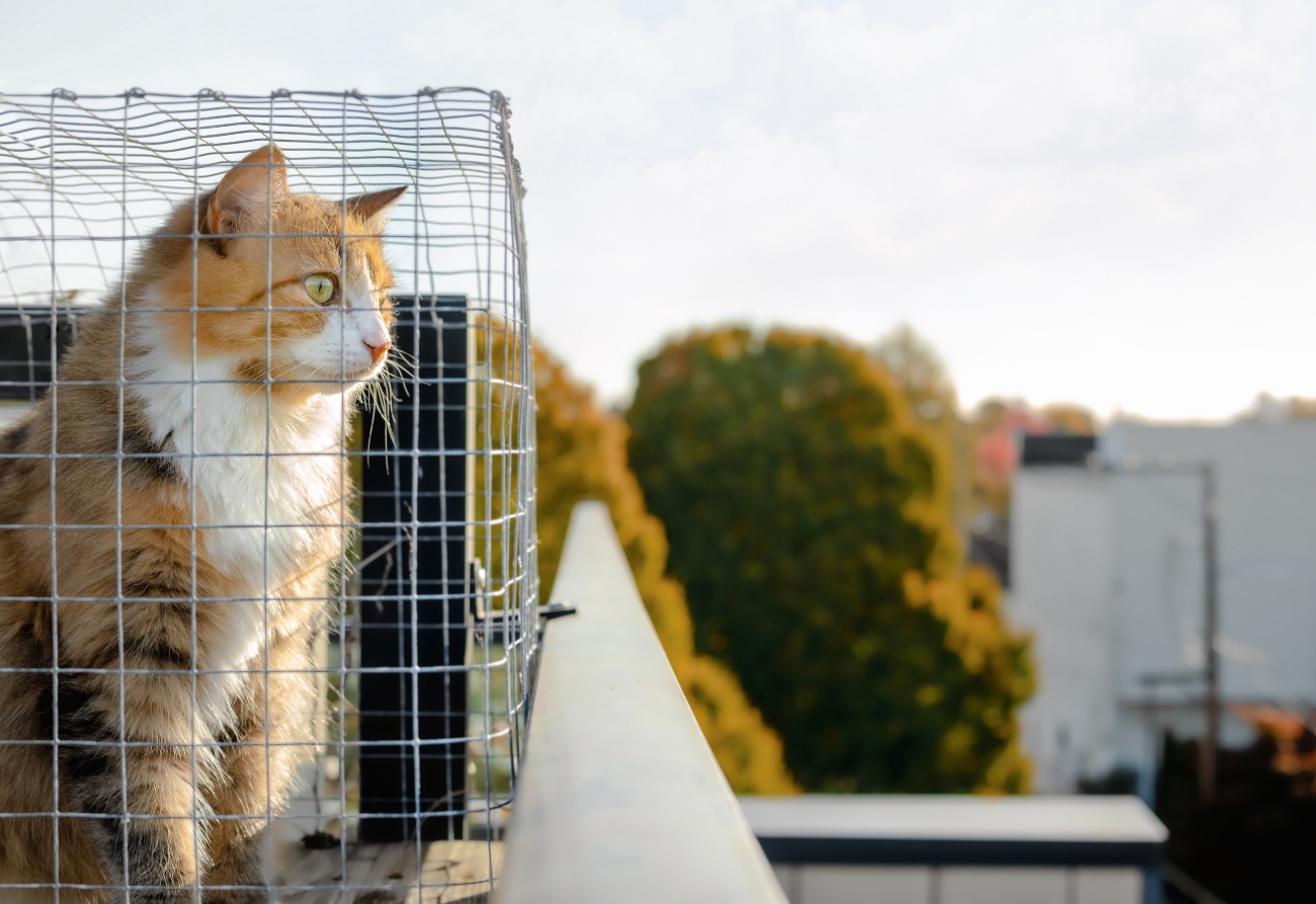 cat in a catio