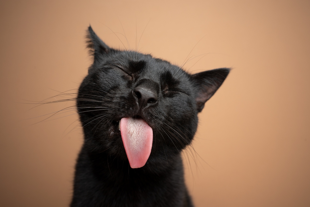 black cat sticking their tongue out