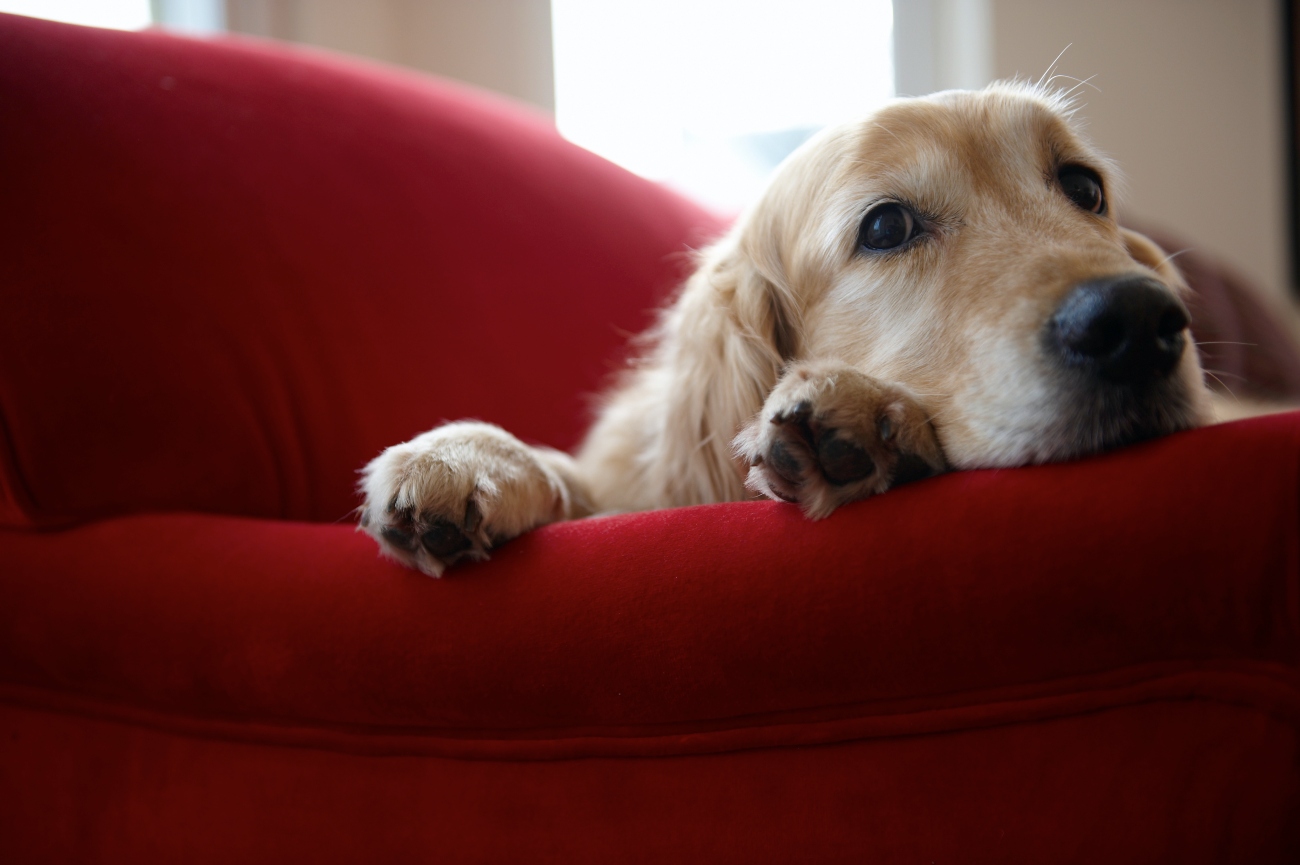 dog laying on red sofa